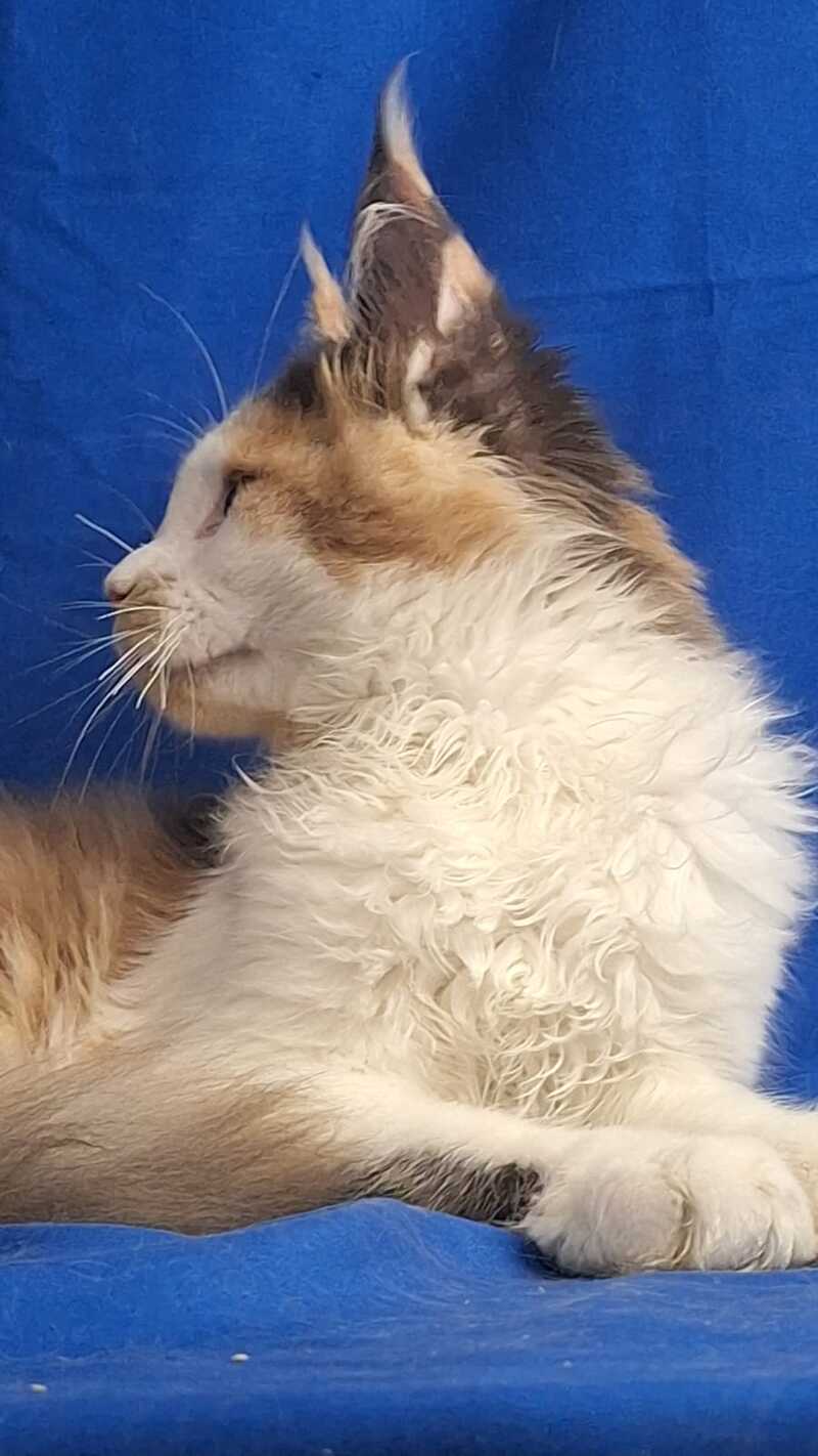 Ingrid Maine Coon female, black tortie silver tabby bicolour