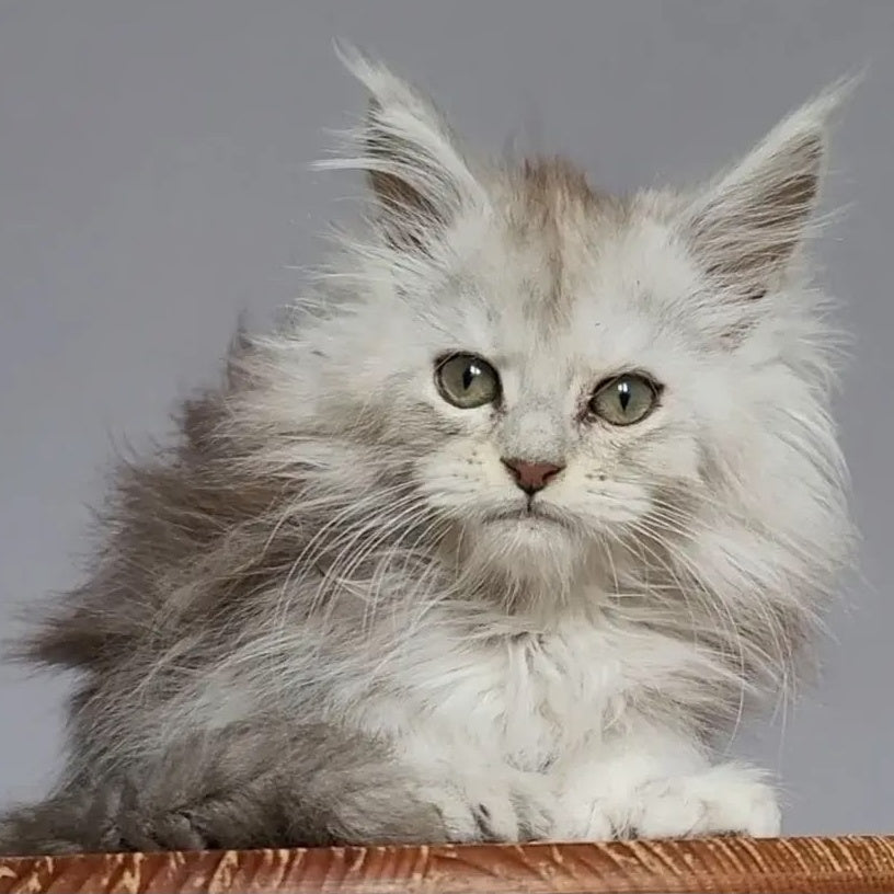 Harold Maine Coon polydactyl 6x6x6x6 male, black silver tabby