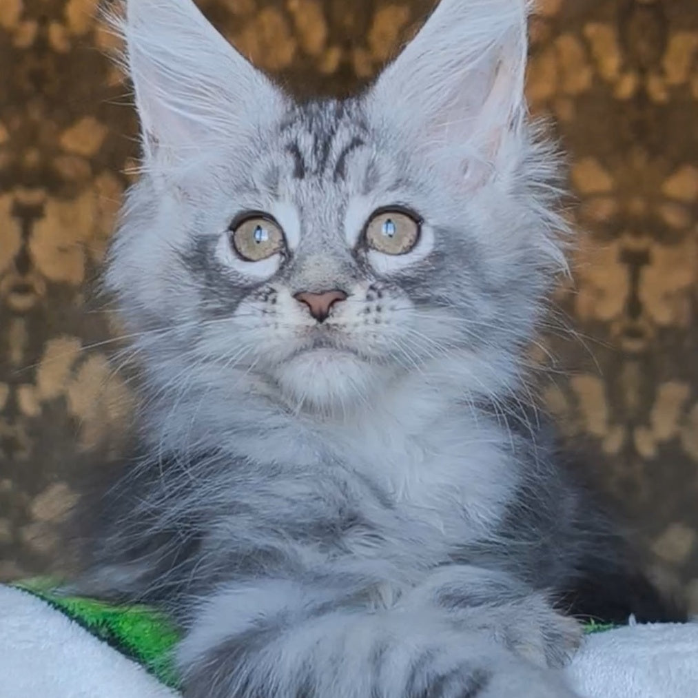 Iron Maine Coon male, black silver tabby