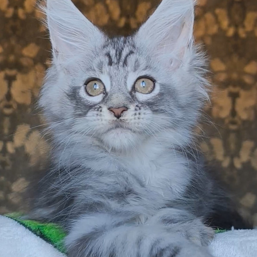 Iron Maine Coon male, black silver tabby