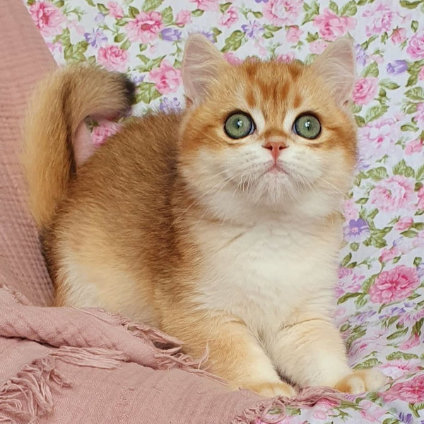 Villi British Shorthair male, black golden chinchilla
