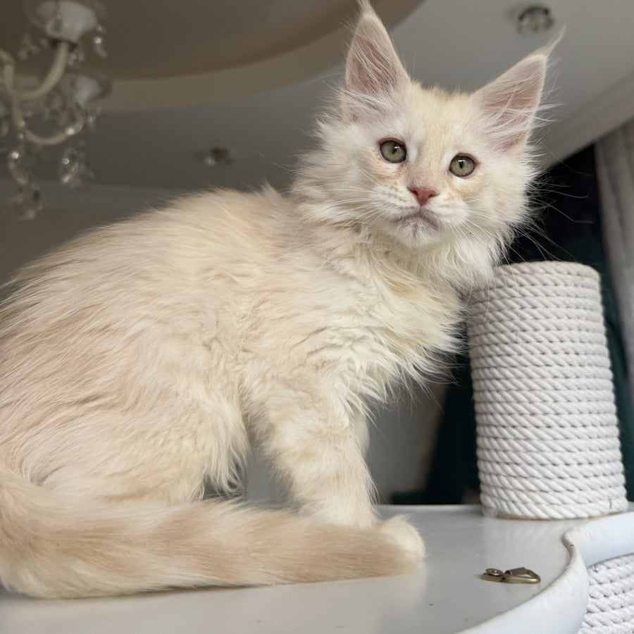 Darvin Maine Coon male, cream silver tabby