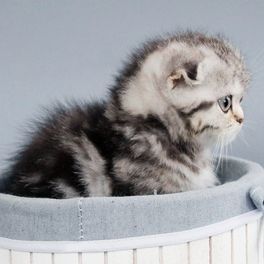 Zhizel Scottish Fold female, black silver tabby