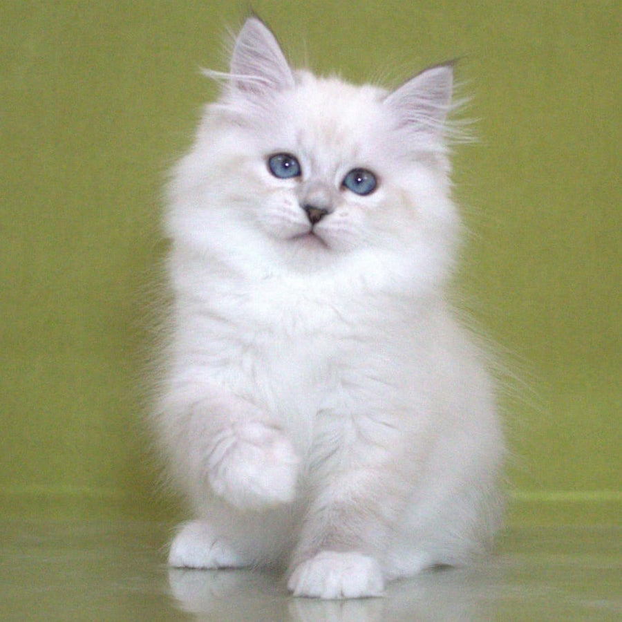 Heather Siberian female, black with white tabby pointed