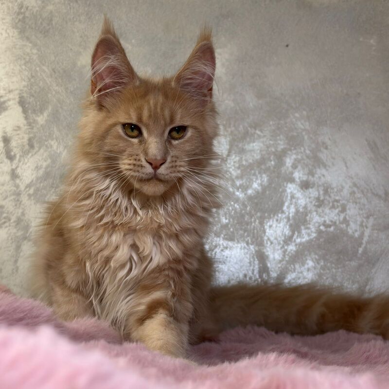 Buster Maine Coon male, cream