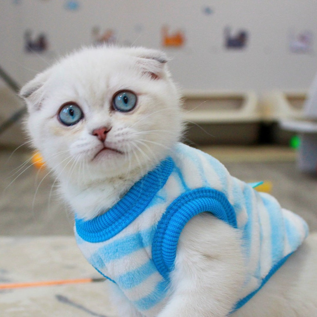 Paris Scottish Fold male, blue golden shaded pointed