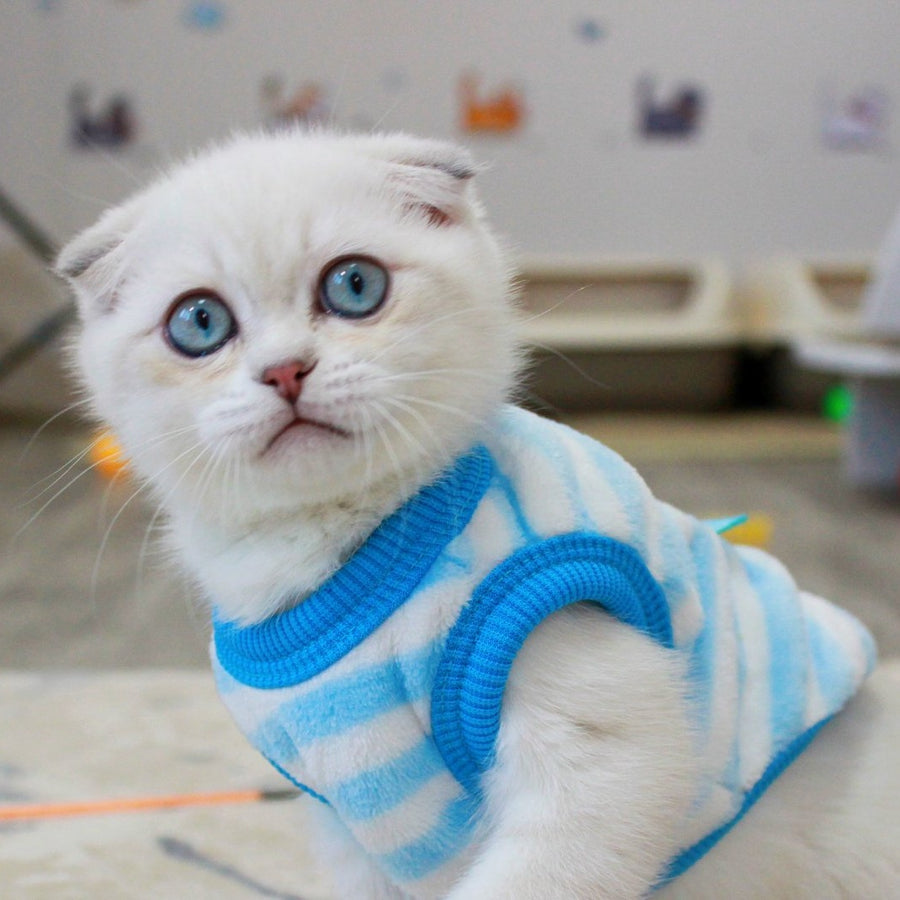 Paris Scottish Fold male, blue golden shaded pointed