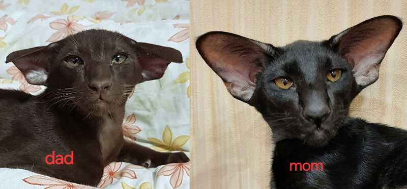 WolfCat Oriental Shorthair male, black