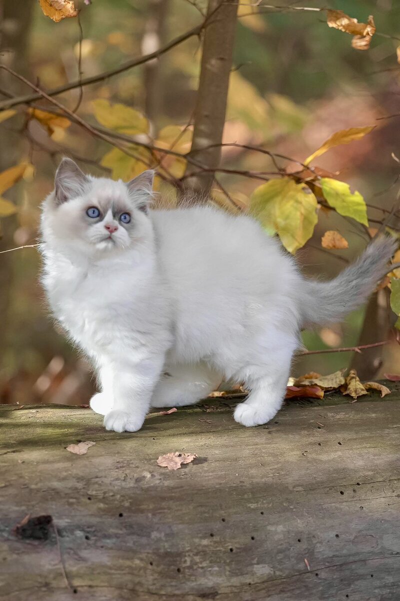 Ninja Ragdoll male, blue bicolour