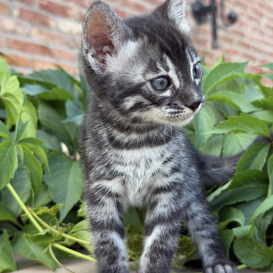 Chopard Bengal male, black silver spotted tabby