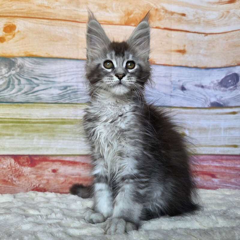 Pollor Maine Coon male, black silver ticked tabby