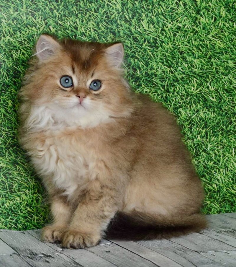 Sultan British Longhair male black golden shaded - live animals