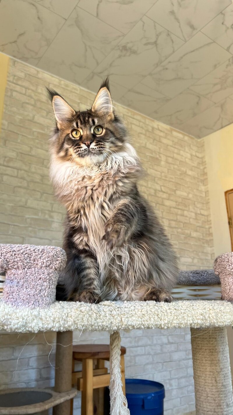 Forest Maine Coon male, black spotted tabby