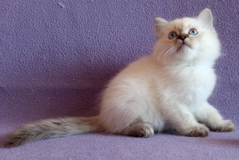 Cecero Neva Masquerade male, blue tabby