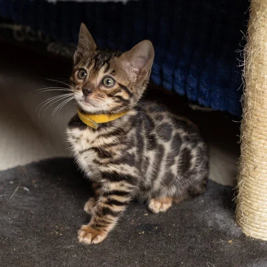 Waneta Bengal female, black spotted tabby