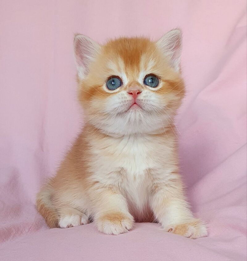 Teddy British Shorthair male, chocolate golden chinchilla