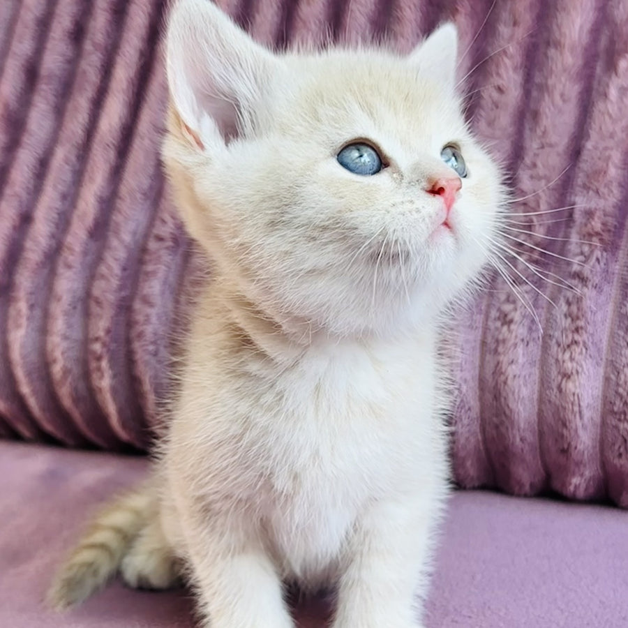 Jin British Shorthair male, blue golden spotted tabby