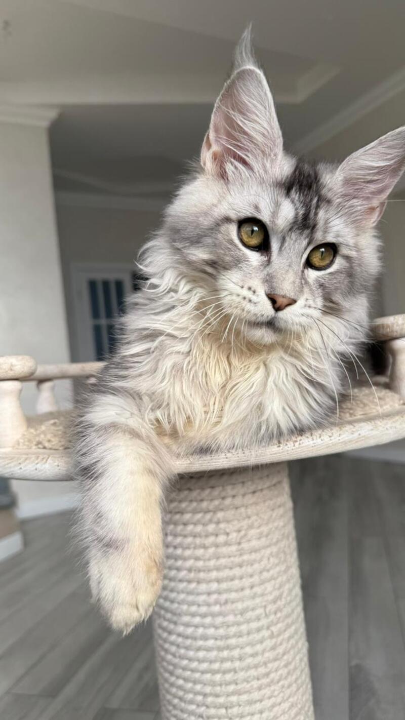 Jerry Maine Coon male, black silver ticked tabby