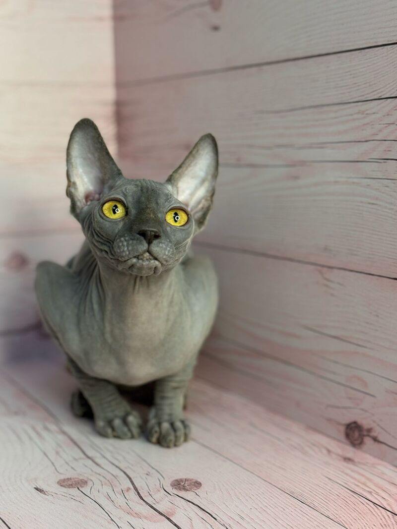 Adel Canadian Sphynx male, blue