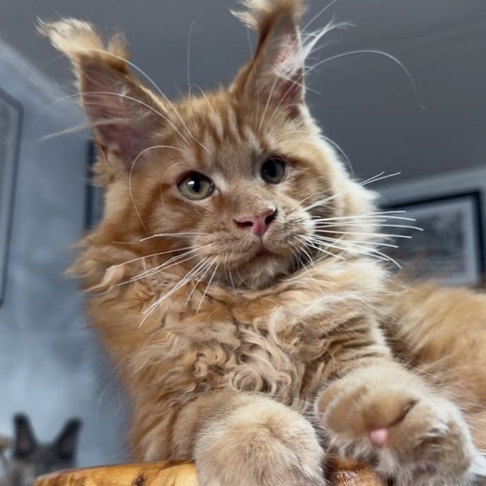 Elf Maine Coon male, red