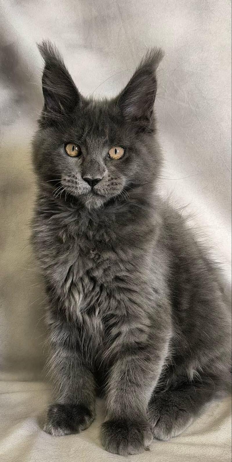 Sheila Maine Coon female, blue silver