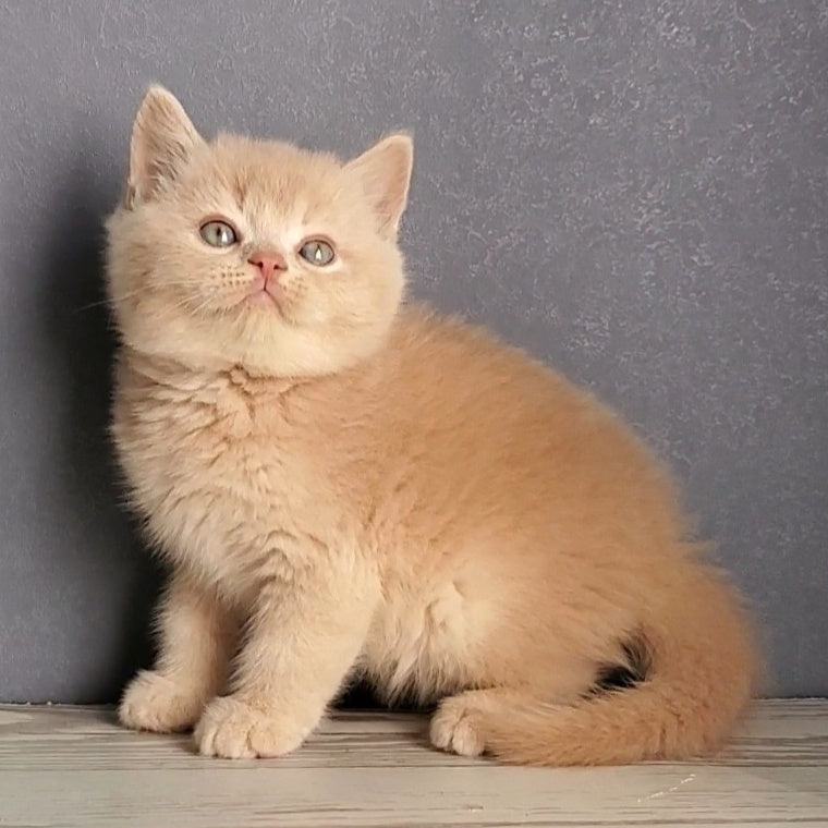 Dionis British Shorthair male, cream
