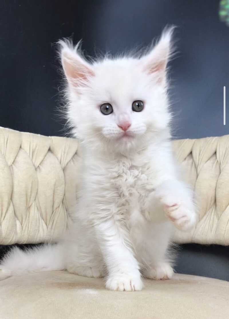 Xanti Maine Coon male, white