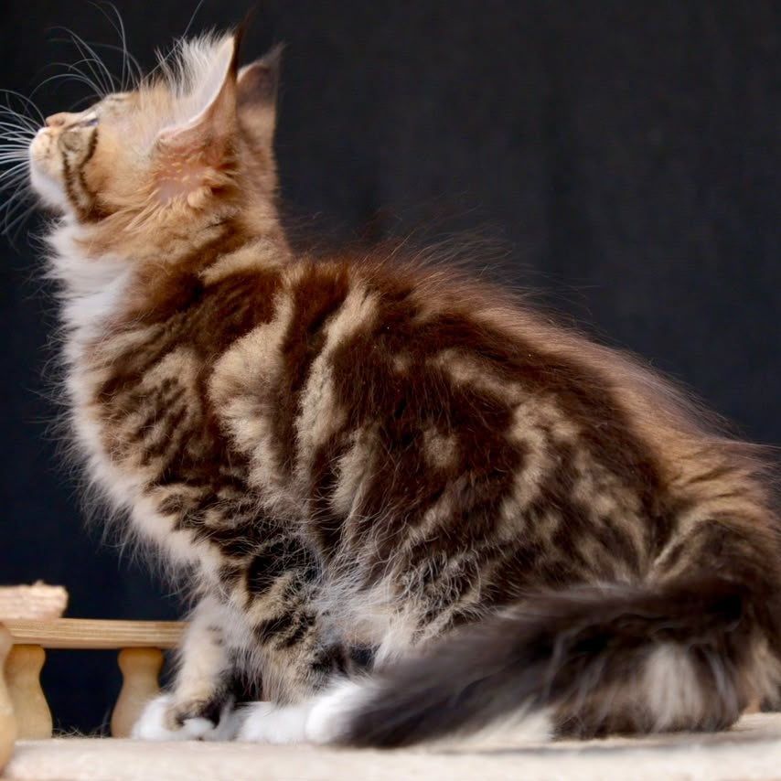 Zeus Maine Coon male, black with white tabby
