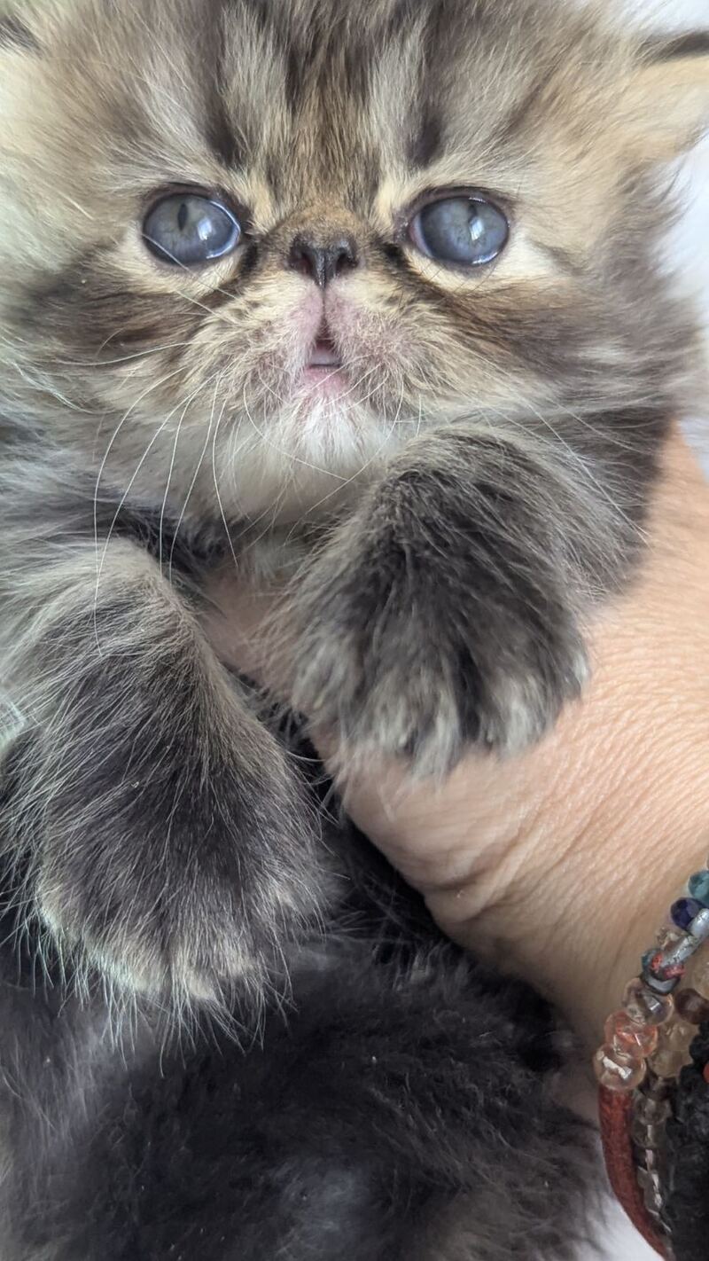 Pandora Persian female, black tabby