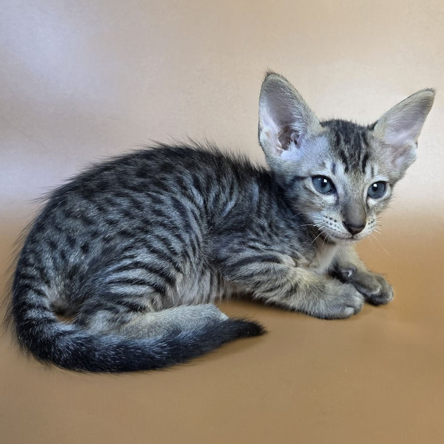 Einar Oriental Shorthair male, black spotted tabby