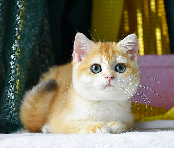 Samantha British Shorthair female, black golden chinchilla