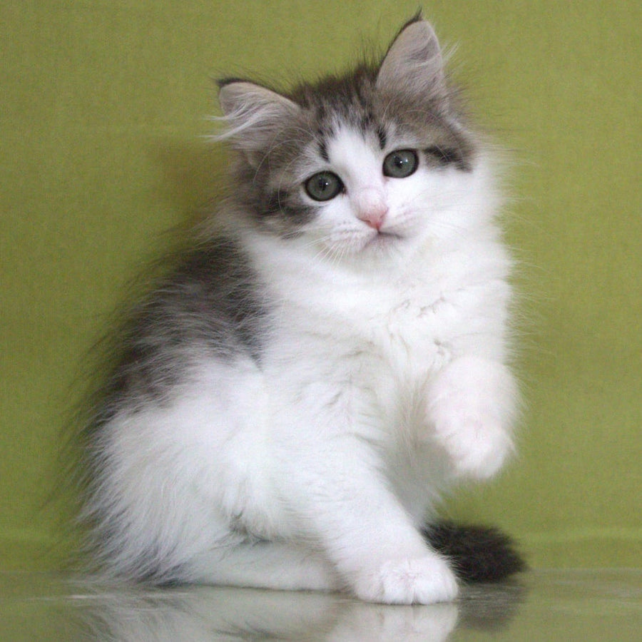 Hortenziy Siberian female, black bicolour spotted tabby
