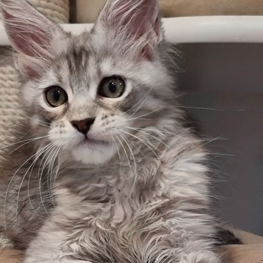 Elit Maine Coon male, black silver spotted tabby