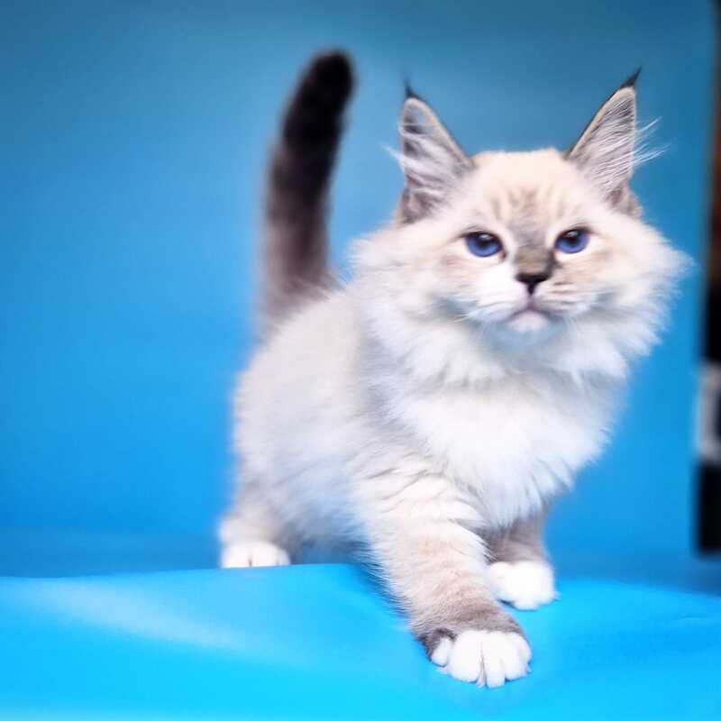 Amur Siberian male black with white tabby pointed - live animals