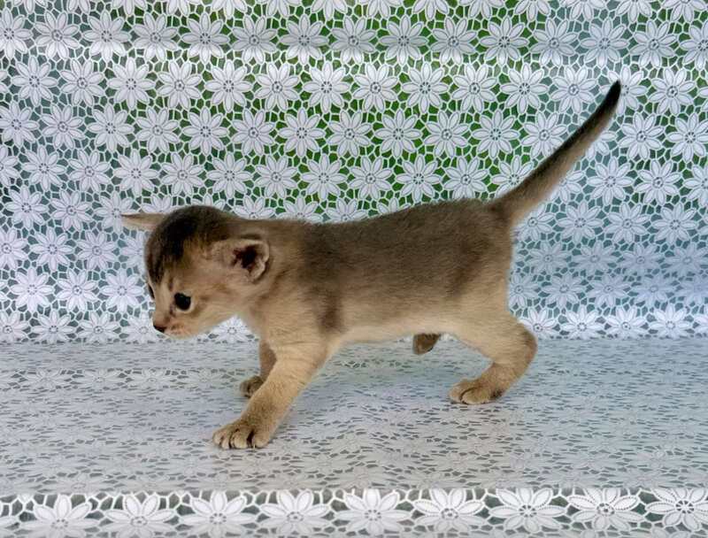 Zhasmin Abyssinian female blue - live animals