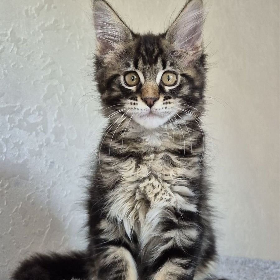 Kaisaria Maine Coon female, black tabby