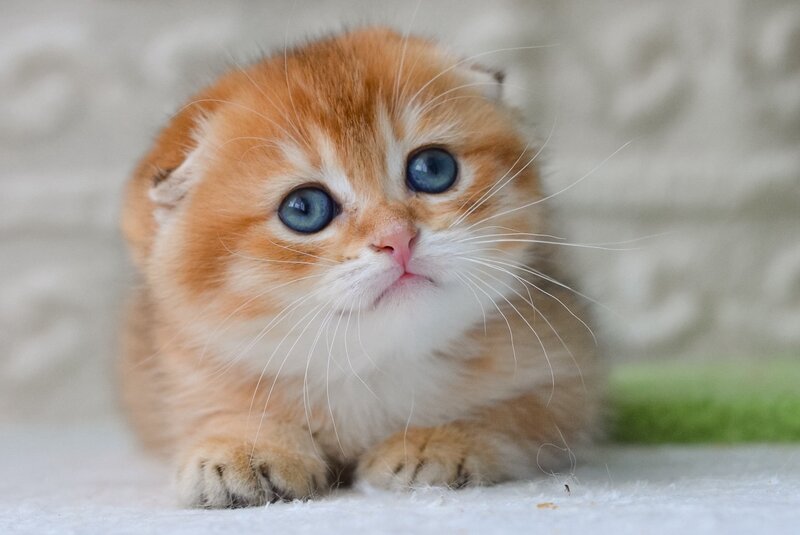 Daniel Scottish Fold male, black golden shaded
