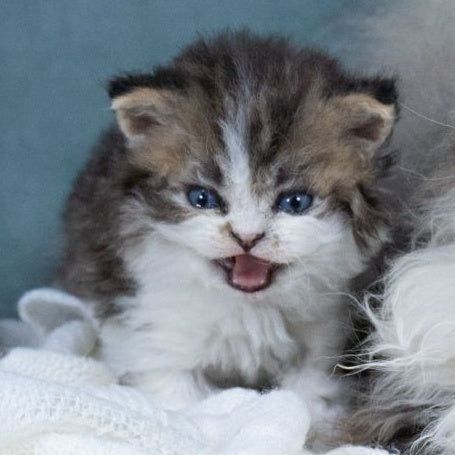 Gatsby Selkirk Rex male, black tabby with white