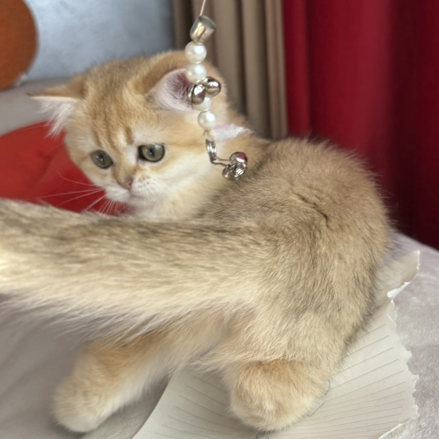 Elvira Scottish Straight female, black golden shaded