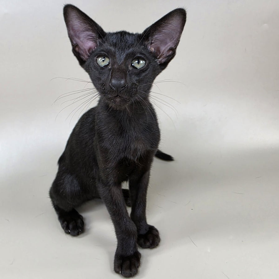Xolotl Oriental Shorthair male, black