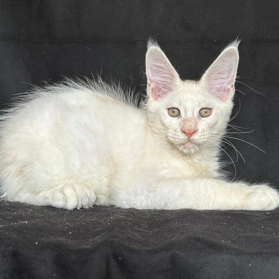 Jumbo Maine Coon polydactyl 6x6x6x6 male, red silver shaded