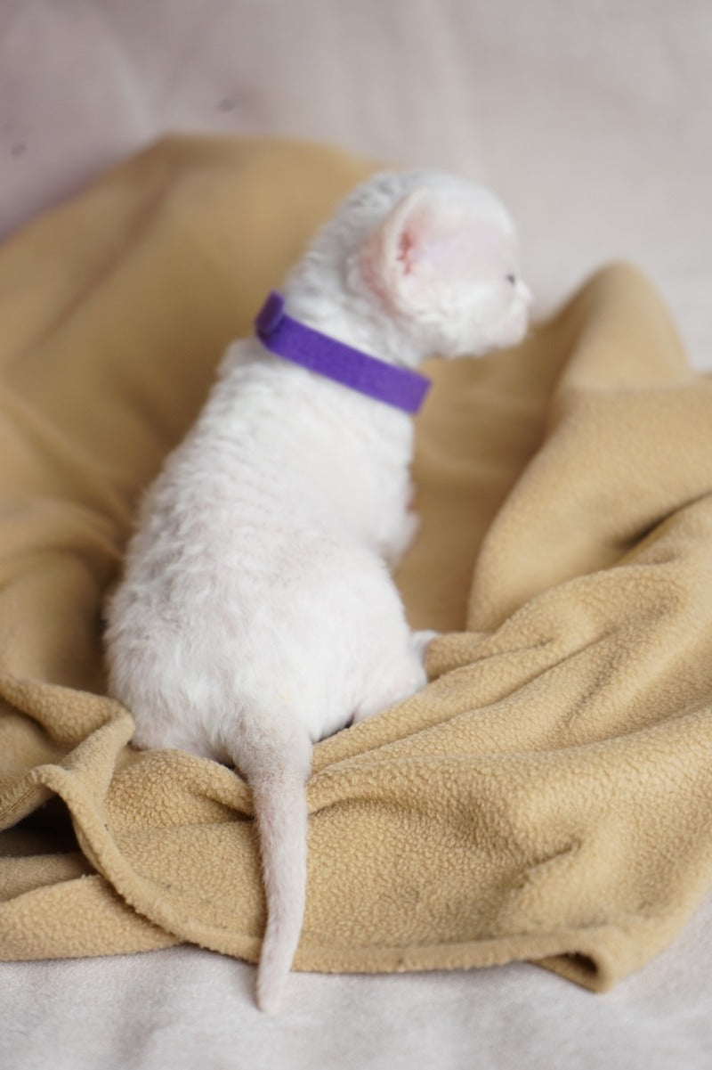 Naitiri Devon Rex female white - live animals