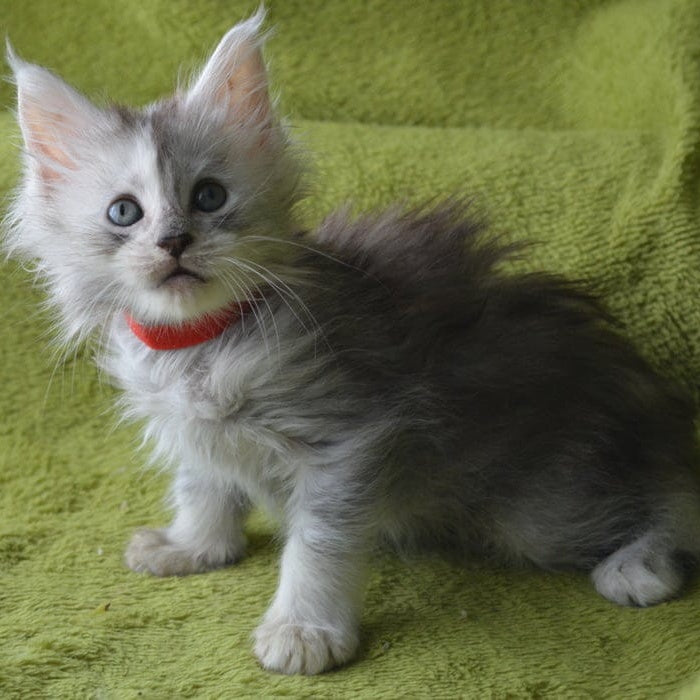 Kama Maine Coon female, black tortie silver tabby