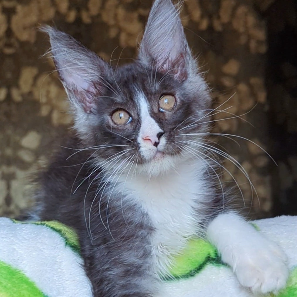 Harisha Maine Coon male, black silver bicolour