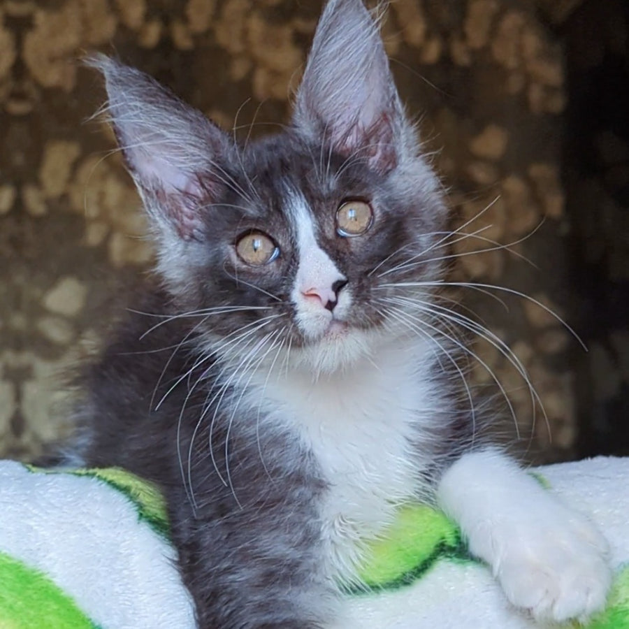 Harisha Maine Coon male, black silver bicolour