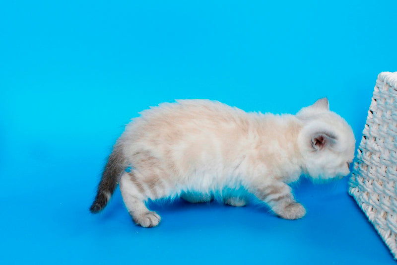 Navarro British Shorthair male black tabby pointed - live animals