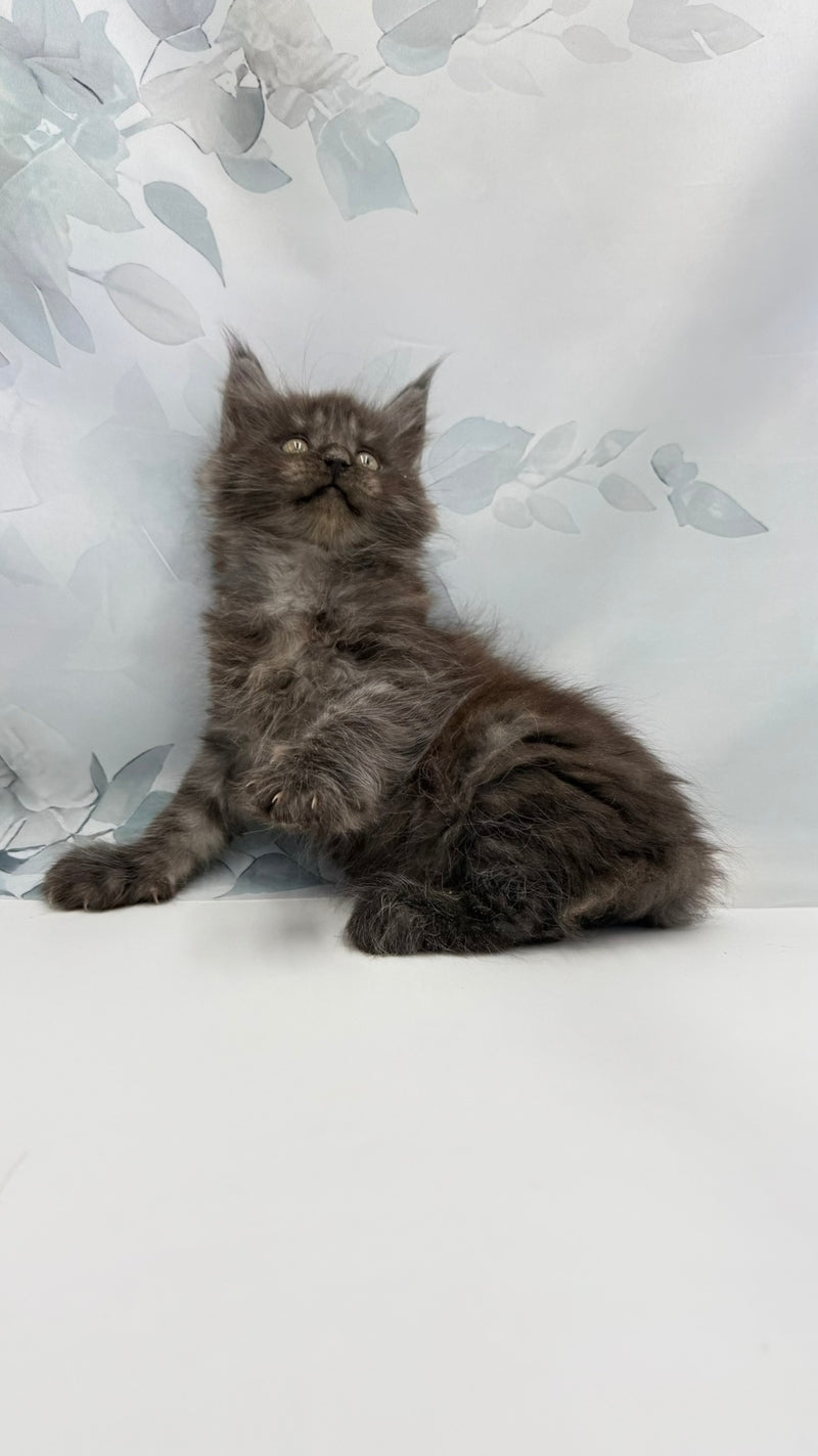 Angor Maine Coon male, black silver