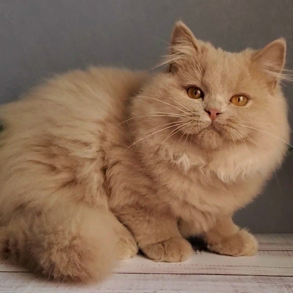 Yoshi British Longhair male, fawn