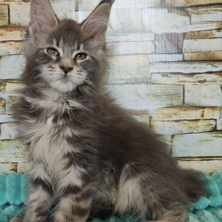 Xana Maine Coon polydactyl 6x6x6x6 female, blue tabby