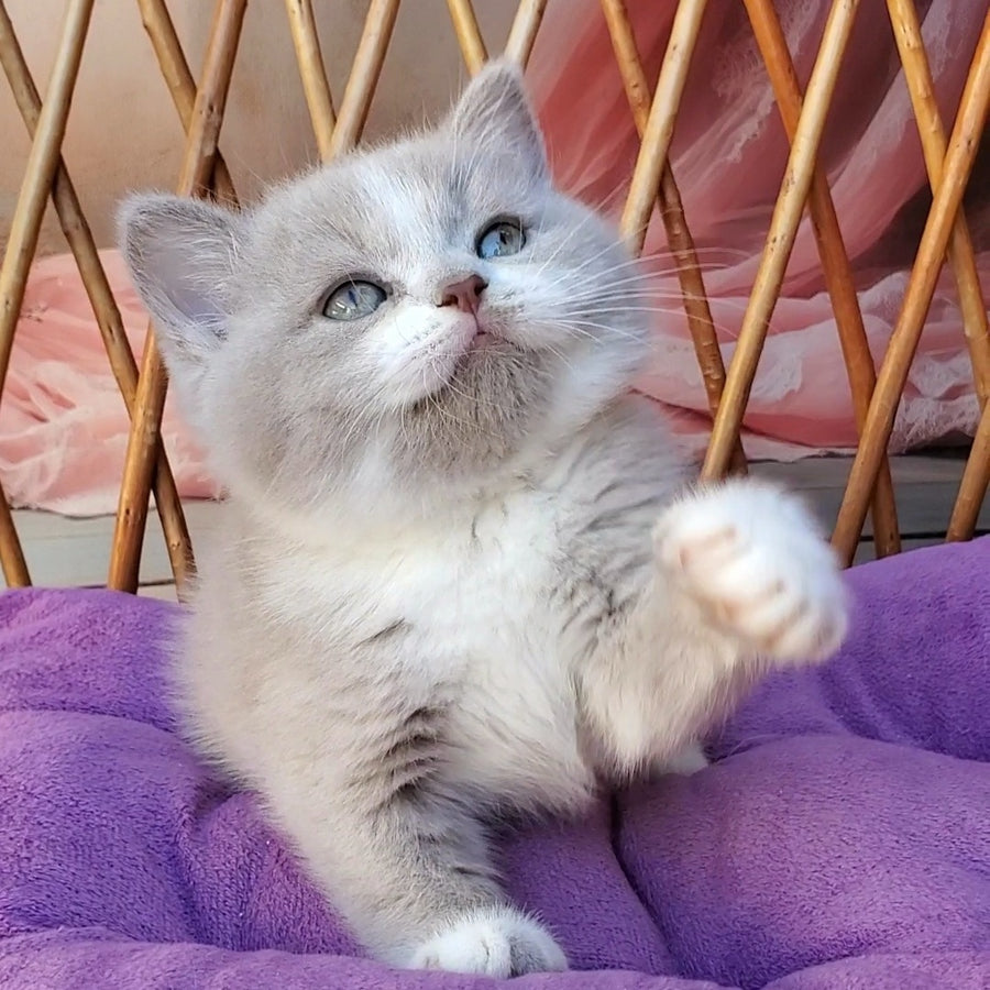 Casper British Shorthair male, lilac bicolour